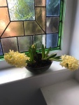 the image shows two hyacinths growing sideways because of the weight of the flowerheads
